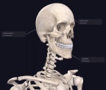 Access to 3D anatomy platform Complete Anatomy